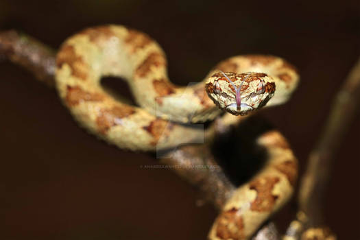 Malabar Pit Viper