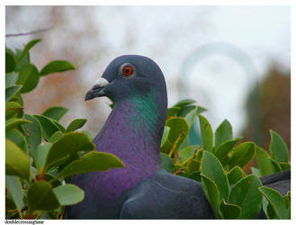 columbidae II