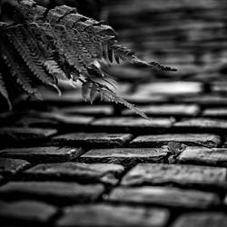 Brick Path to by Bartonbo