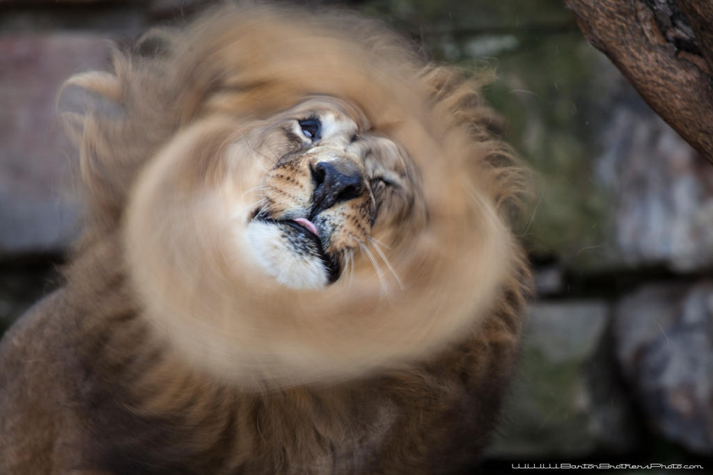 Mane Lion