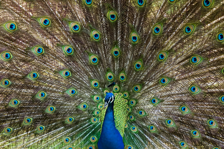 peacock