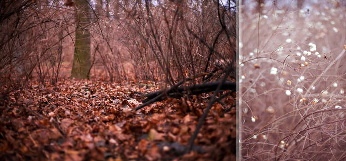 Winter forest