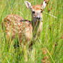 Fawn