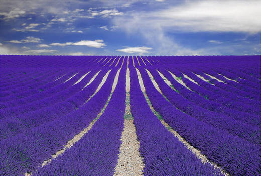 Awesome Lavender flower - Blackpool Gazette Lucian