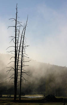 Tree in the Mist