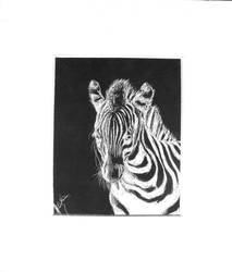 Zebra Scratchboard