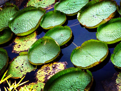 Lily Pads.