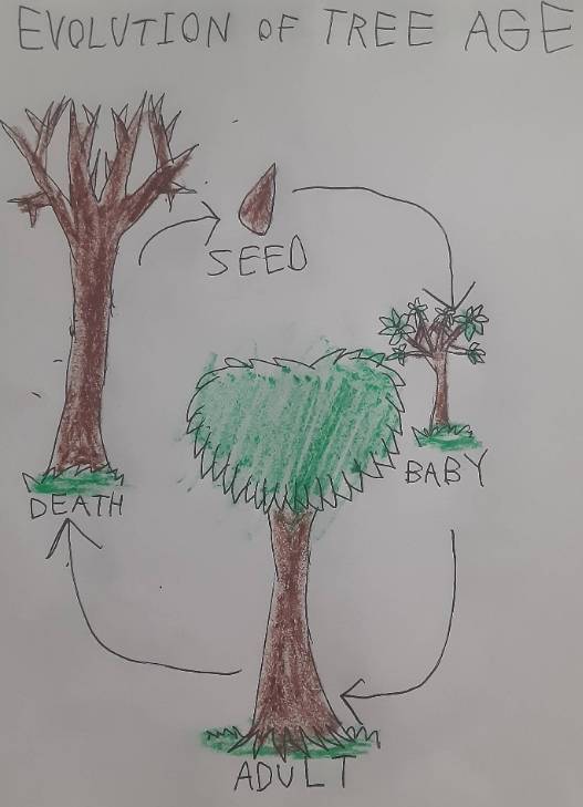 Evolution of Tree Age by Gryfieh-Gryphoness on DeviantArt