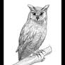 great horned owl