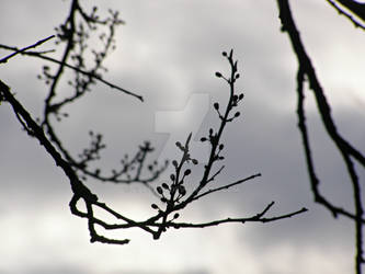 Tree Blossom