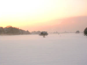 Wintry fields