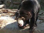 Sun bear at Zoo