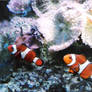 Clownfish