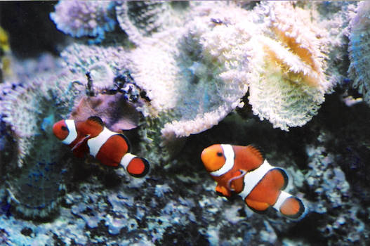 Clownfish