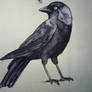 Jackdaw Sketch