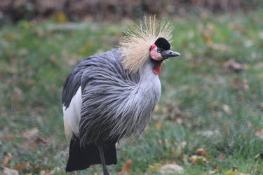 Grey Crowned Crane