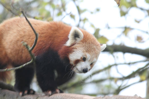 Red Panda