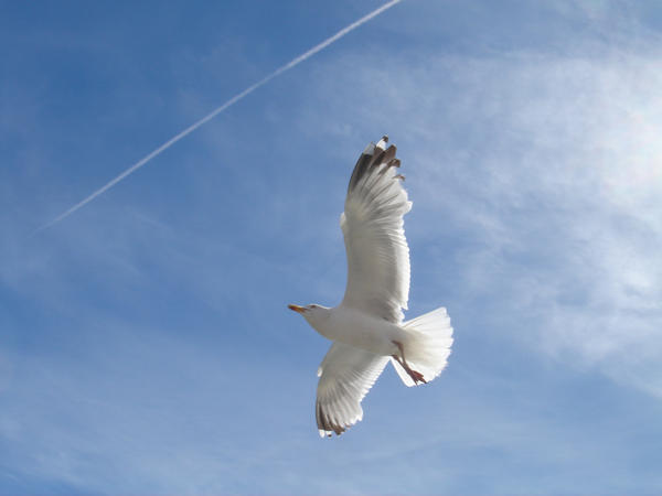 Flight of the Seagull