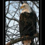 Bald Eagle at Dusk