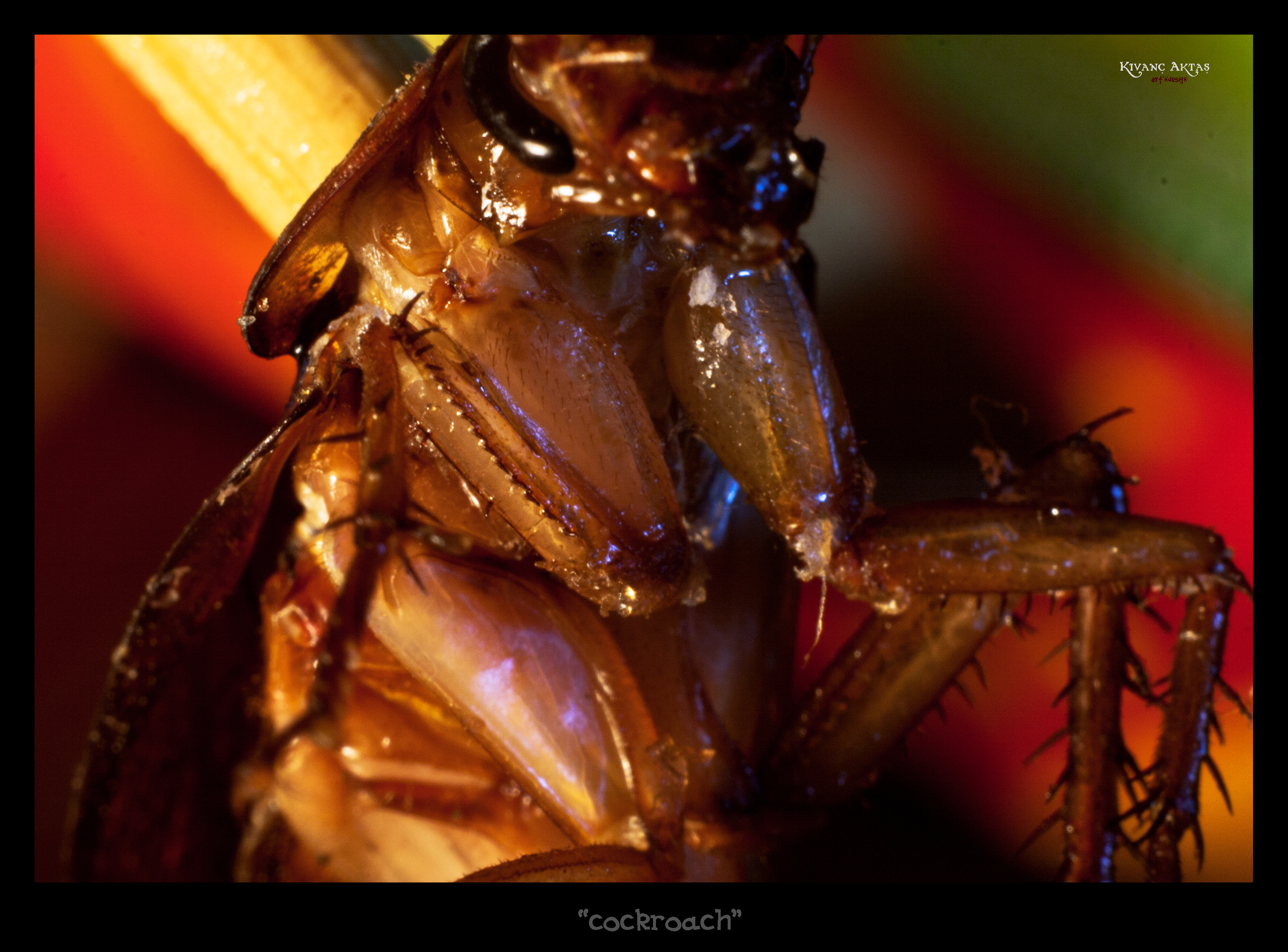 cockroach stomach