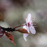 Spring Flower