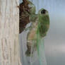 Ecdysis - South Texan Cicada 2