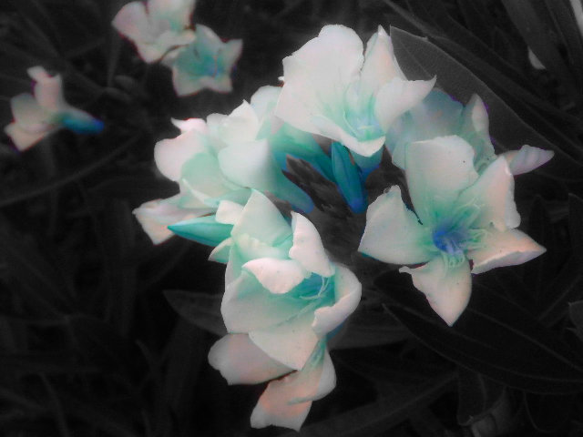 Blue flowers