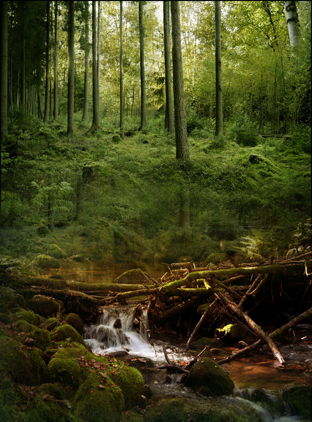 Forest Premade