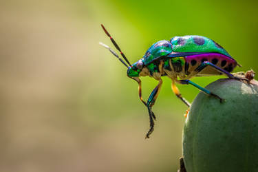 Beetle Macro by SnapShotDataBase