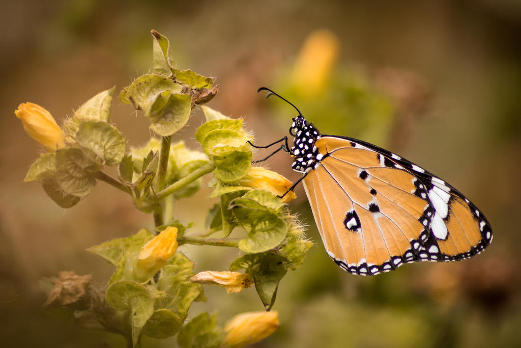 Plain Tiger Butterfly by SnapShotDataBase
