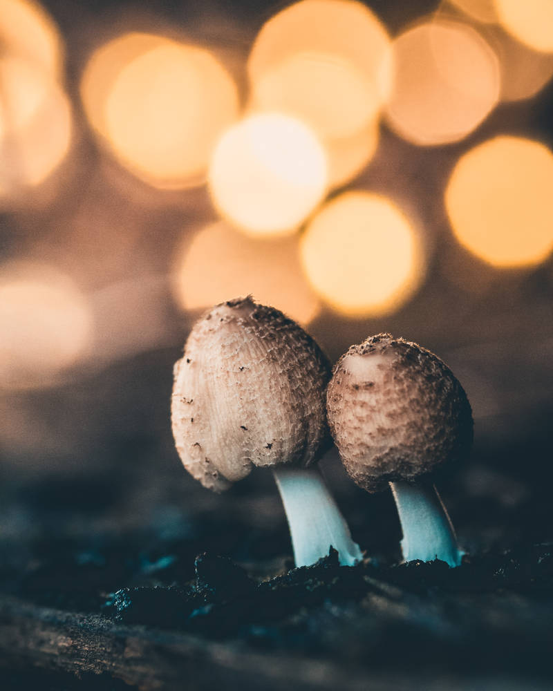 Mashrooms by SnapShotDataBase Mashrooms by SnapShotDataBase