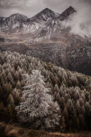 Frosted larch