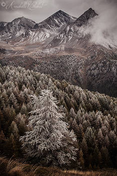 Frosted larch