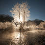 Golden tree