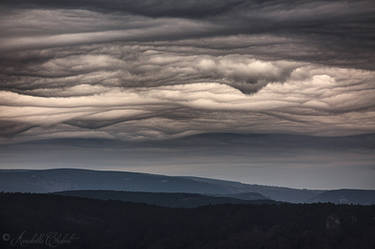 Undulatus asperatus