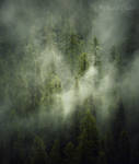 Ghostly larch forest