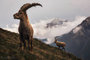 Proud ibexes