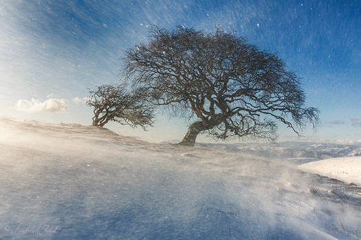 Beech in the storm