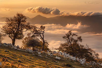 Japanese-style beech trees