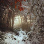 At the edge of the woods