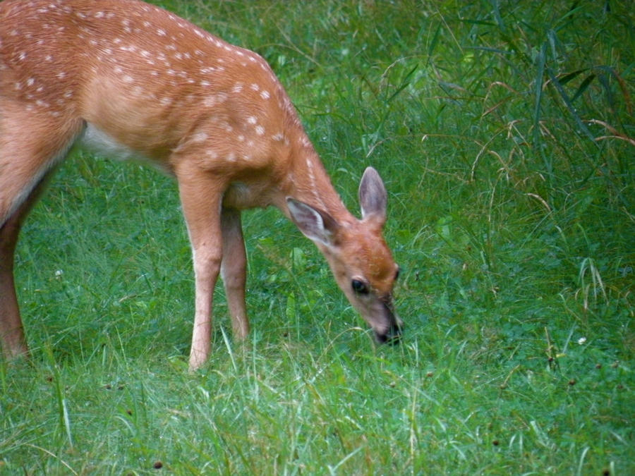 Fawn