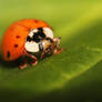 LadyBug