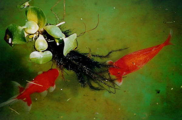 Fish in the pond by AdvancedLearner on DeviantArt