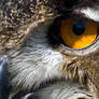 Eurasian Eagle-owl