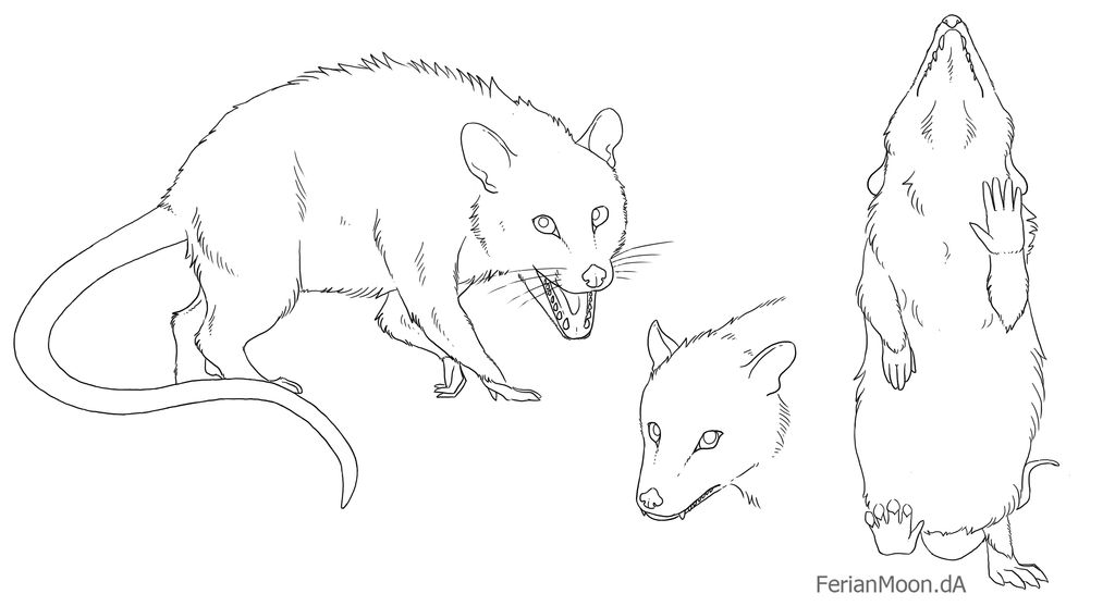 Free Opossum Lineart by FerianMoon