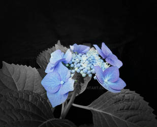 Hydrangea macrophylla by ellthalion