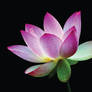 Water Lily 3D