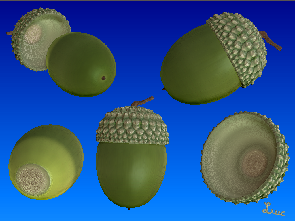 Zbrush Acorn