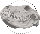 wolf skull icon (free to use)