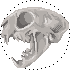 cat skull (free to use)